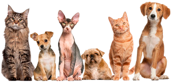 animals