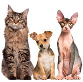 animals