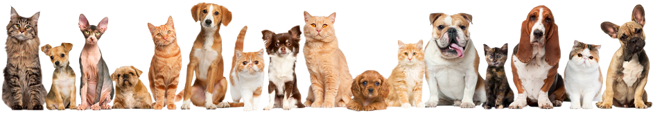 animals